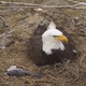 Illustration for article titled Watch Three Bald Eagle Chicks Grow on Catalina Island's EagleCam